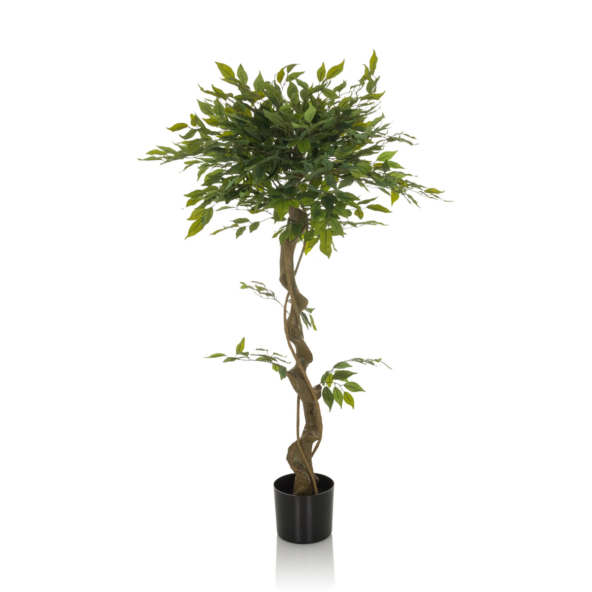 Grüne Kunstpflanze FICUS I mit geflochtenem Stamm in einem schwarzen Topf von hjh OFFICE – 360-Grad-Ansicht (Seitenprofil 90°)