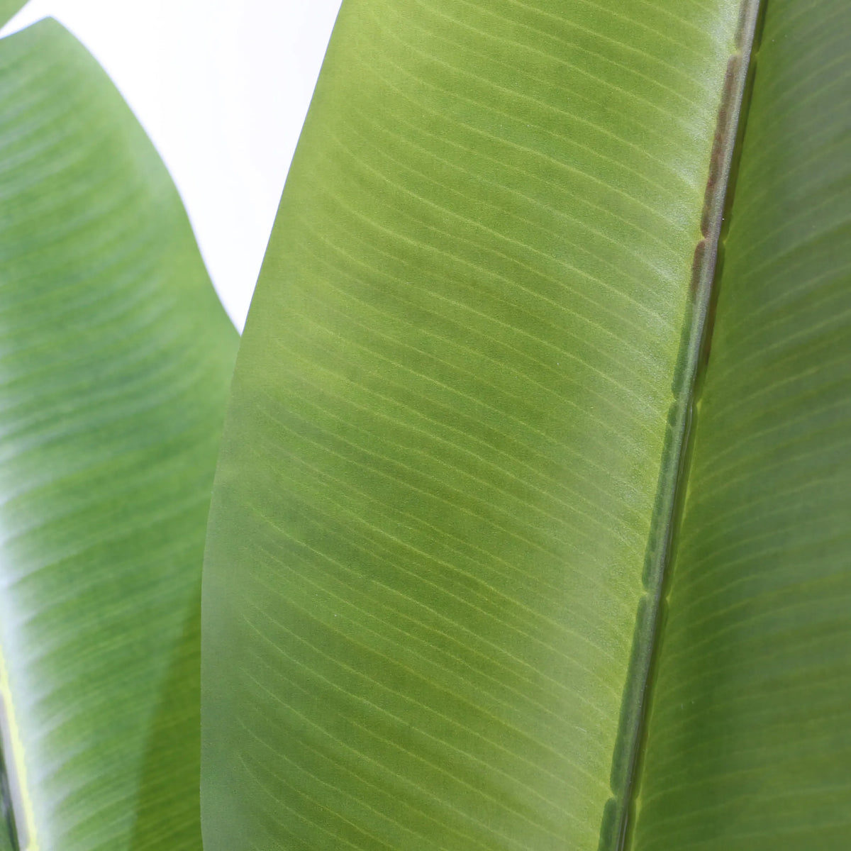 Grüne Blattstruktur der Kunstpflanze BANANE von hjh OFFICE