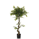 Grüne Kunstpflanze FICUS I mit gewundenem Stamm in einem schwarzen Topf von hjh OFFICE